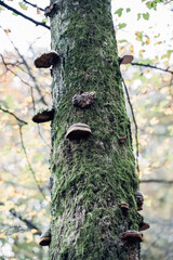 Moss-covered tree trunk in a forest, featuring multiple bracket fungi, likely Tinder fungus (Fomes...