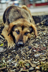 Photos of dogs on the streets of towns looking and observing people
