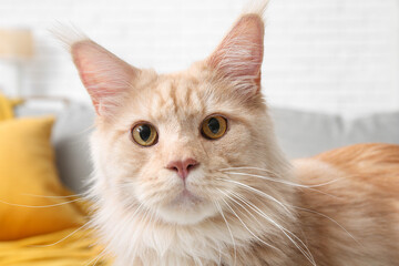 Cute Maine Coon cat in living room