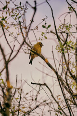 Jars of creams and hyaluronic acid from natural cosmetics in an outdoor forest
