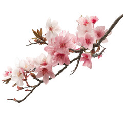 Delicate sakura blossom branch digital art soft colors floral illustration serene nature scene