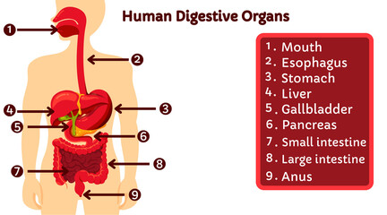 Explanation of human digestive organs isolated on white background. Structure of human digestive organs  from mouth to anus. Suitable infographic for learning anatomy, medical education, and science. 
