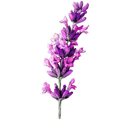 Fototapeta premium Lavender sprig hand-drawn botanical illustration nature ink style artistic exploration