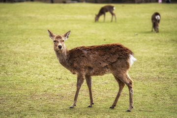 Nara deers during spring cherry blossoms