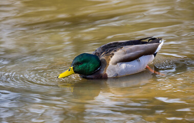 Male Mallard Duck Skimming Water Surface