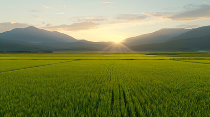 Fototapeta premium Golden Hour Serenity A Breathtaking Panorama of Lush Rice Paddies Basking in the Sunset Glow,