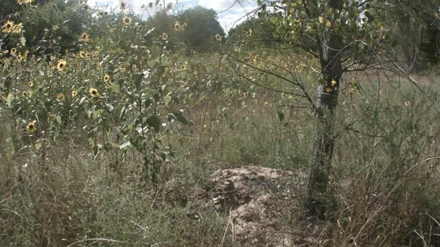 Steady Shot of Sun Flowers