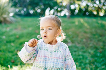 Little girl blowing on a dandelion while standing on a green lawn