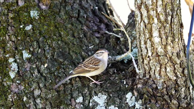 Sparrow Detail in Oak Tree - Colorful Plumage, Looking Around