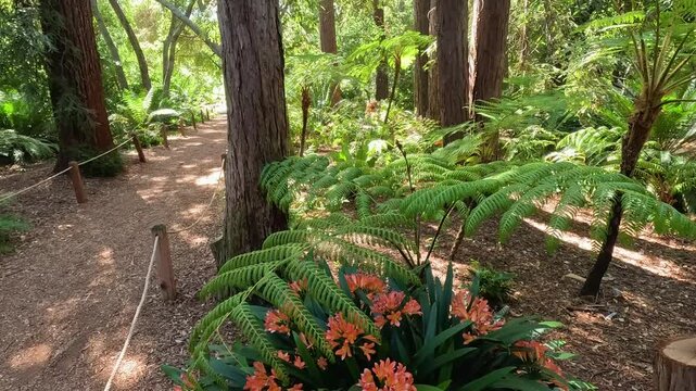 Footage of beautiful orange flowers and tall lush green trees at Descanso Gardens La Ca&ntilde;ada Flintridge California USA