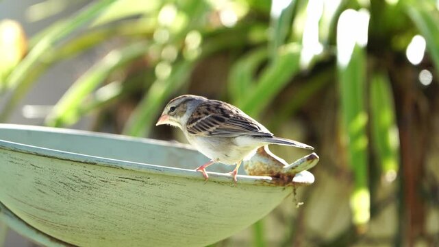 Thirsty Sparrow at Hanging Bird Bath - Garden Scene