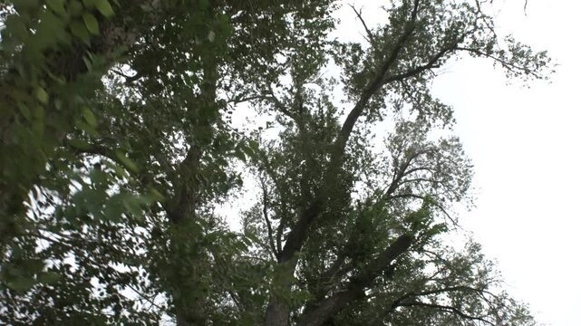 Dolly of Chinese Elms