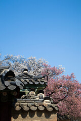 Beyond the plum blossoms, you can see the beautiful roof tiles of a Hanok.매화꽃너머로 아름다운 한옥의 기와가 보입니다