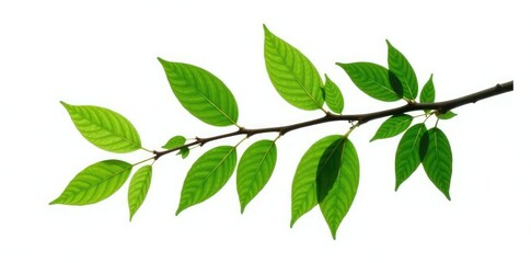 Obraz premium Dark green branch isolated on white background, twig, isolated, foliage