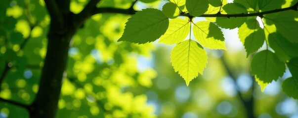 Dappled light filtering through the leaves of a tree, photography, tree