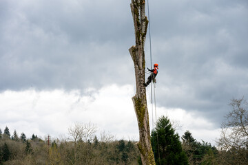 Arborist tree cutter up high on cottonwood tree with chainsaw to remove diseased and dangerous tree, safety equipment includes hard hat, climbing spikes, harness and ropes
