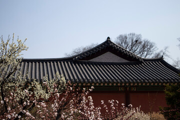 Beyond the plum blossoms, you can see the beautiful roof tiles of a Hanok.매화꽃너머로 아름다운 한옥의 기와가 보입니다