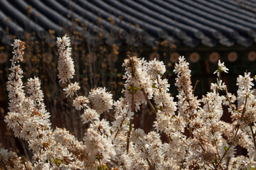 The tiled roof of a Hanok is visible behind the white sedum flowers.하얀 세덤꽃뒤로 한옥의 기와지붕이 보입니다.
