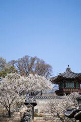 Beautiful Hanok and cherry blossoms.아름다운 한옥과 벚꽃입니다.