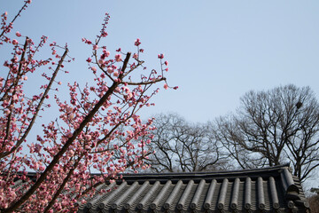 Beyond the plum blossoms, you can see the beautiful roof tiles of a Hanok.매화꽃너머로 아름다운 한옥의 기와가 보입니다