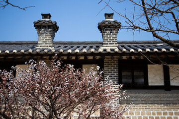Beyond the plum blossoms, you can see the tiles and chimneys of Hanok houses.매화꽃너머로 한옥기와와 굴뚝이 보입니다.