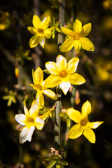 Yellow jasmine flowers bloom in spring.봄에 노란색의 자스민꽃이 피었습니다.