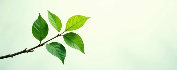 Obraz premium Single branch with leaf isolated on white background, forest, leaf