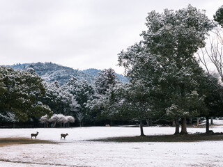 雪景色の奈良公園飛火野、鹿たちと雪