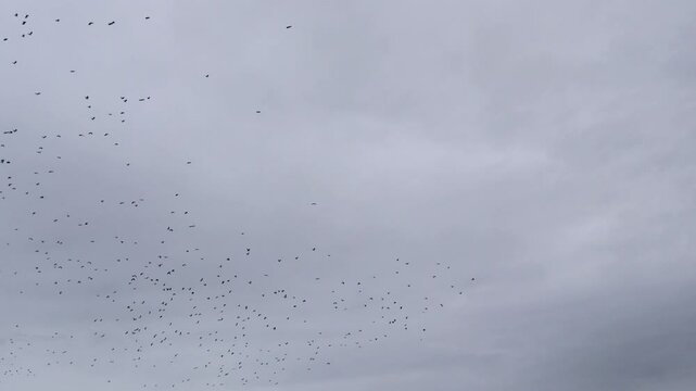 A flock of birds flies across the sky.수많은 새떼들이 하늘을 날아다닙니다.