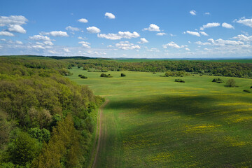 Agricultural cultivated field in summer season with growing crops. Green farm fields. Farming and agriculture industry