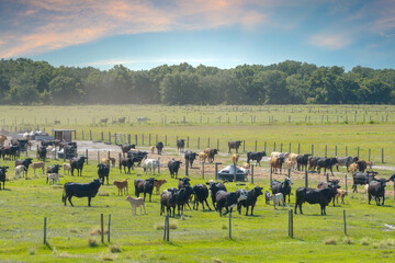Cattle grazing on farmland pasture. Production of organic dairy products. Milk cows feeding on...