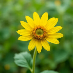 Obraz premium yellow flower in the garden