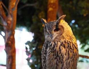 Eurasian Eagle Owl (Bubo bubo) Perched in Soft Light