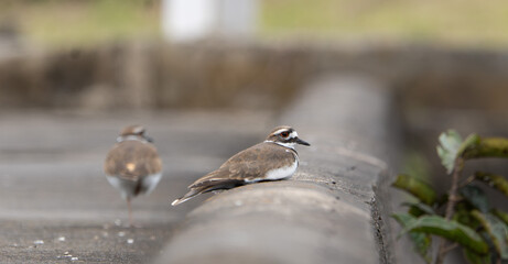 Collared Plover (Charadrius collaris) standing on concrete structure near wetland