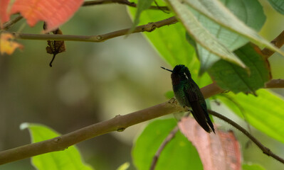 Colibrí sombrío