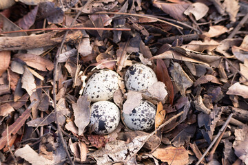 Huevos escondidos