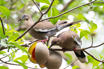 Palomas alimentandose