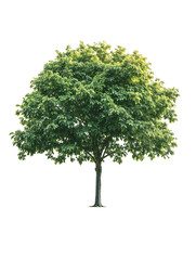 Isolated mature broadleaf tree with dense round canopy and defined trunk on translate background,...