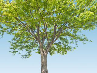 ケヤキの見上げた姿