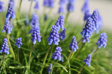 Beautiful Bunch Of Blue Grape Hyacinth 