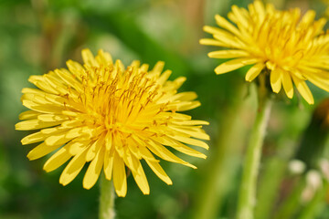たんぽぽの花のクローズアップ・優しい春の風景