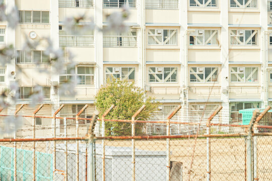桜と校舎が描く日本の春・教育施設と桜の組み合わせ