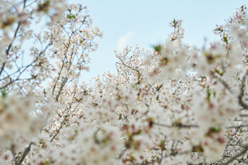 夕暮れに染まる桜の花の背景素材・儚く美しい、夕暮れの桜風景・奥の桜にピント