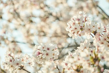 夕暮れに染まる桜の花の背景素材・儚く美しい、夕暮れの桜風景