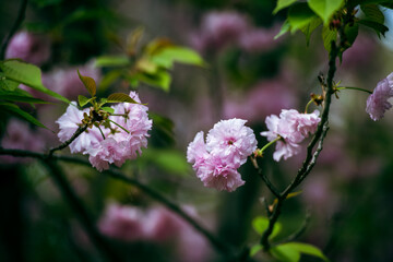 pink cherry blossom