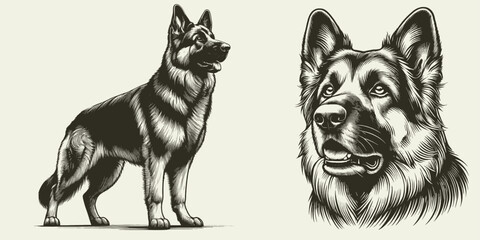 German Shepherd dog illustration Set. Hand Drawn Pen and Ink. Vector Isolated in White. Engraving vintage style drawing for print, tattoo, t-shirt 