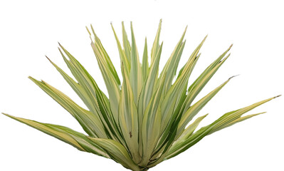 Aloe vera plant isolated