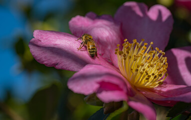 close up of a bee