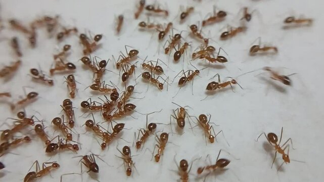 ants on the ground