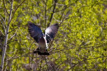 Wood pigeon takes off from a tree branch.
